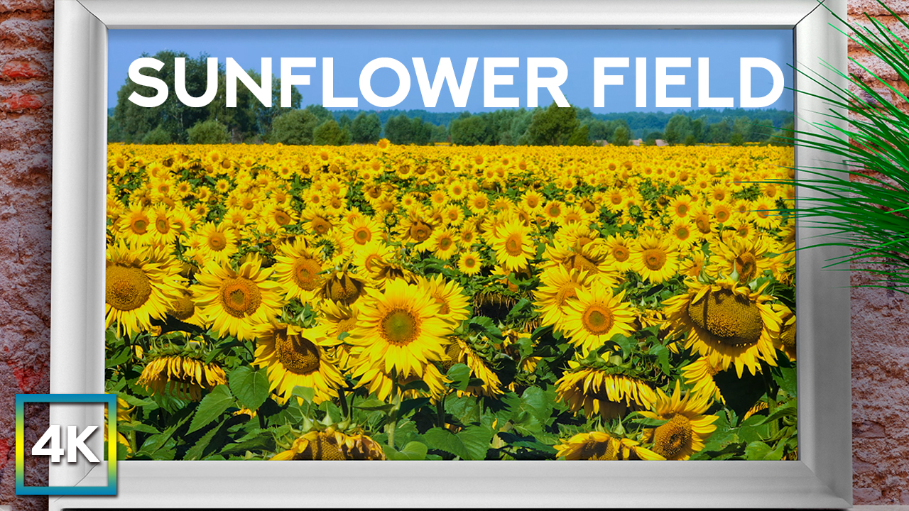 4K Sunflowers Field Nature Relax Video 8 hours YOUTUBE