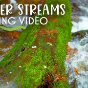 4K WINTER STREAMS NATURE RELAX VIDEO 8 hours YOUTUBE