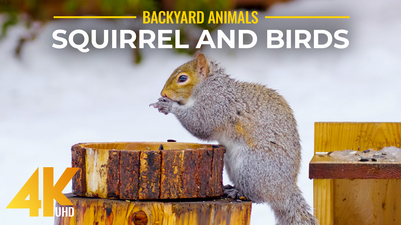 4K_Back_Yard_Animals_–_3_Birds_And_A_Squirrel_–_Nature_Relax_Video
