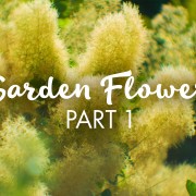 4K_Beautiful_Garden_Flowers_Episode_1_Nature_Relax_Video_YOUTUBE
