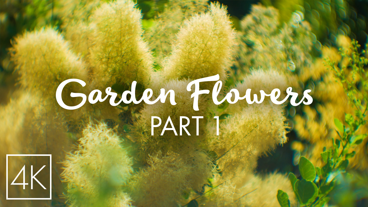 4K_Beautiful_Garden_Flowers_Episode_1_Nature_Relax_Video_YOUTUBE