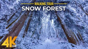 4k_Walking_in_a_Snow_Forest_Wintertime_Virtual_Walking_Tour_YOUTUBE