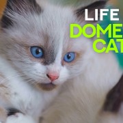 LIFE OF DOMESTIC CATS youtube