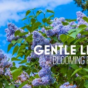 4K LILACS IN BLOOM Nature relax video 8 Hours Youtube