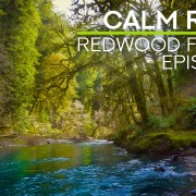 4K_CALM_RIVER_IN_THE_REDWOOD_FOREST_5_NATURE_RELAX_VIDEO_8_hours