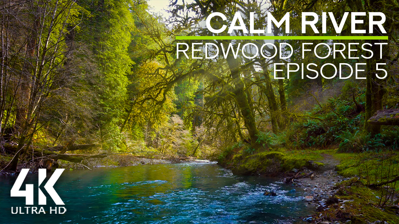 4K_CALM_RIVER_IN_THE_REDWOOD_FOREST_5_NATURE_RELAX_VIDEO_8_hours
