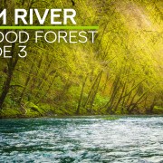4K_Calm_River_In_The_Redwood_Forest_Episode_3_Nature_Relax_Video