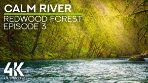 4K_Calm_River_In_The_Redwood_Forest_Episode_3_Nature_Relax_Video