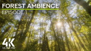 4K_Forest_Ambience_Episode_1_Nature_Relax_Video_8_hours_YOUTUBE