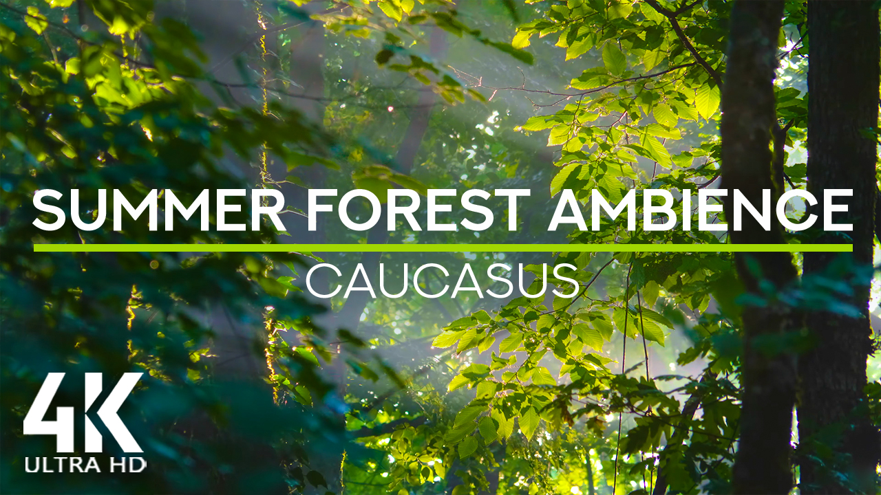 4K_Sounds_of_the_summer_forest_Caucasus_Forest_Nature_Relax_Video