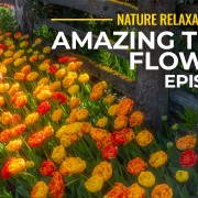 4k Amazing Tulip Flowers Episode 1 YOUTUBE