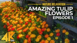 4k Amazing Tulip Flowers Episode 1 YOUTUBE