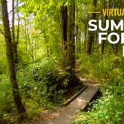 4k Summer forest hike virtual walking tour YOUTUBE