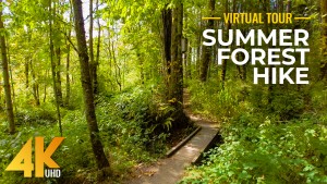 4k Summer forest hike virtual walking tour YOUTUBE