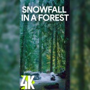 4k_Snow_in_a_mysterious_forest_Vertical_Display_Video_3_Hours_YOUTUBE