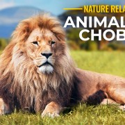 8K_Animals_of_Chobe_National_Park_Relax_Part1_7680x4320_YOUTUBE