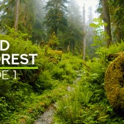 4K Sound of Forest Episode 1 8 hours YOUTUBE