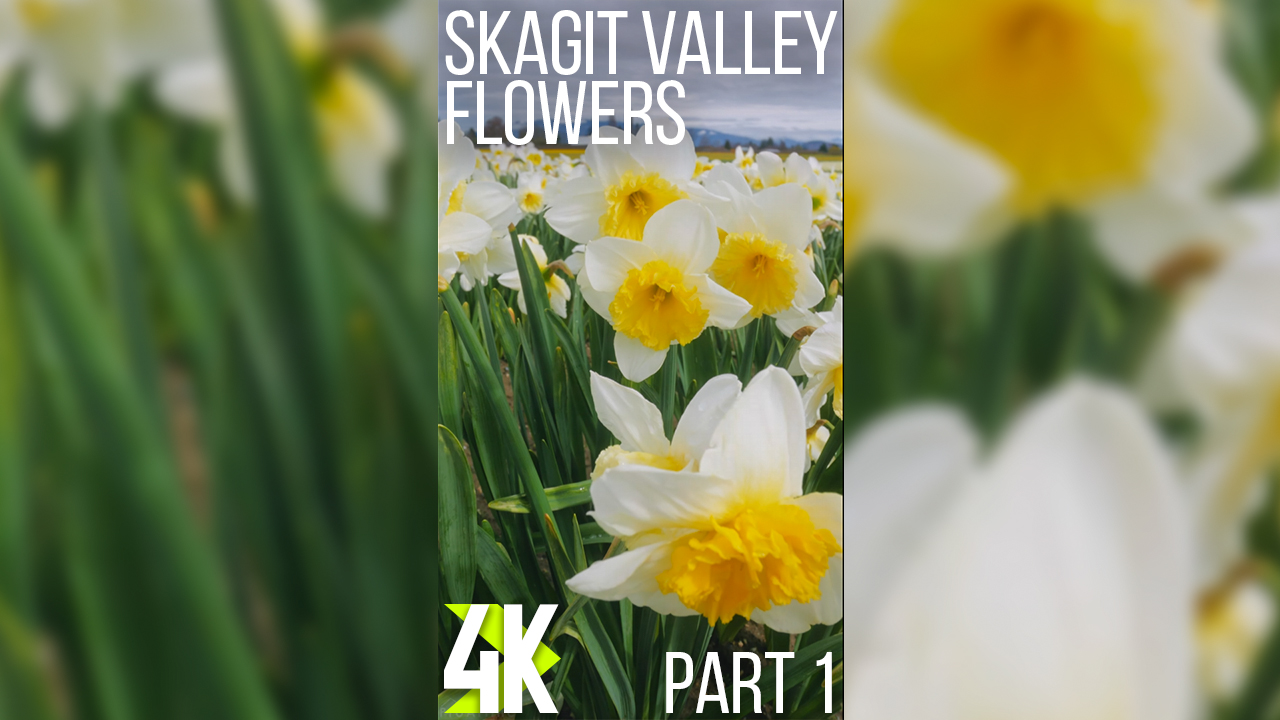 4K_Skagit_Valley_Flowers_2022_Part_1_vertical_display_video_YOUTUBE