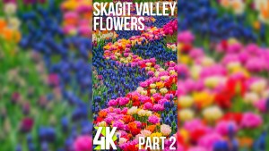 4K_Skagit_Valley_Flowers_2022_Part_3_vertical_display_video_YOUTUBE