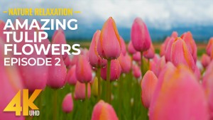 4k Amazing Tulip Flowers Episode 2 YOUTUBE