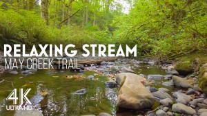 4k_Little_Stream_of_the_May_Creek_Trail_Nature_Relax_Video_8_hours