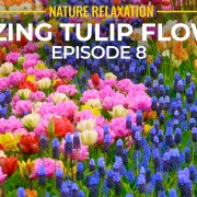 4K_Skagit_Valley_2022_Episode_8_Tulip_Festival_nature_relax_video