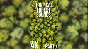 4k_Sounds_of_a_Tropical_Forest_Episode_1_Vertical_Display_Video