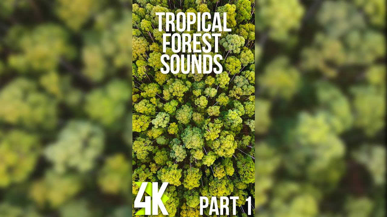 4k_Sounds_of_a_Tropical_Forest_Episode_1_Vertical_Display_Video