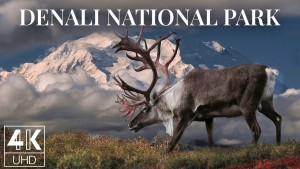 4K Denali National Park 3 hours YOUTUBE