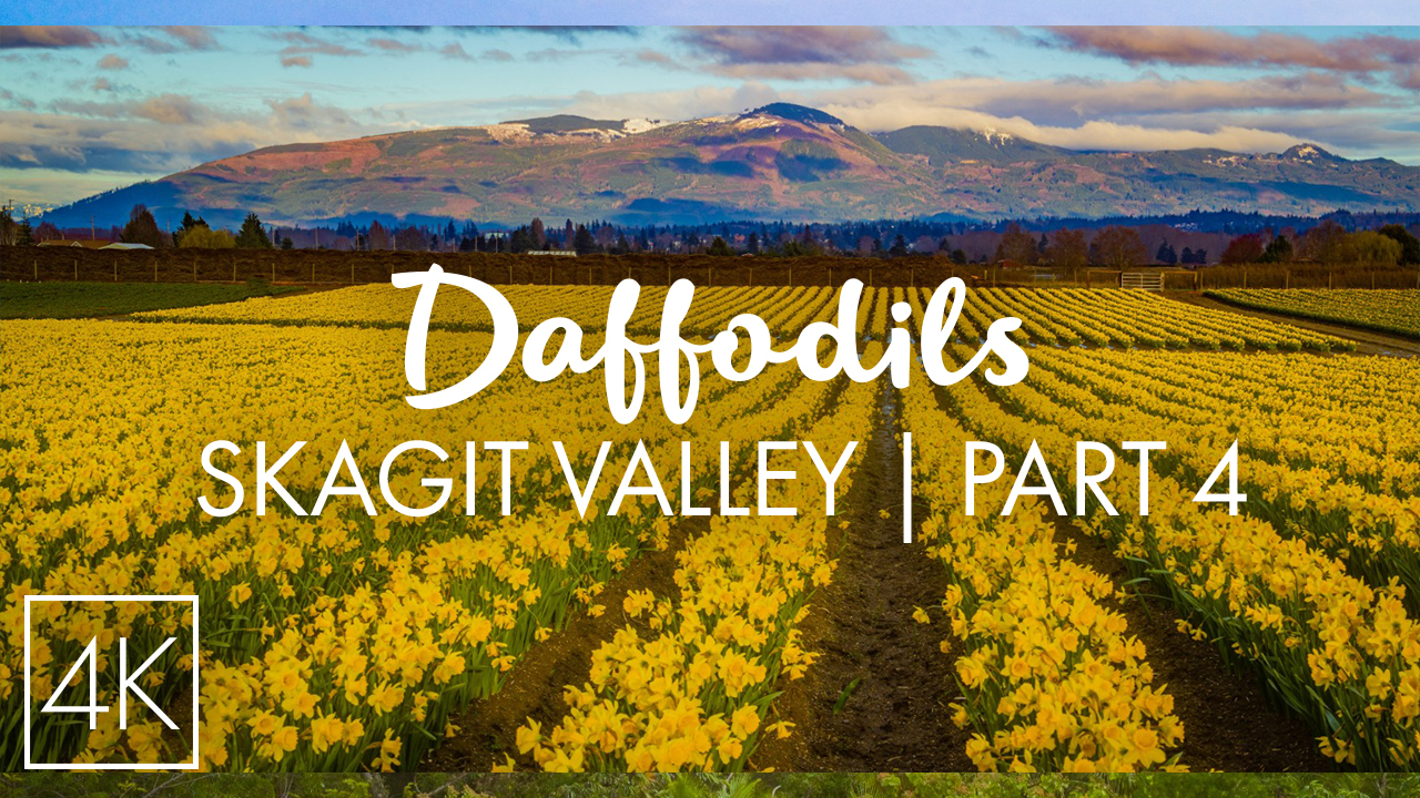 4K_Skagit_Valley_2022_Episode_4_Daffodils_nature_relax_video_YOUTUBE