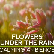 8K Flowers under the Rain 8 HOUR nature relax video YOUTUBE