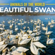 8K_Whooper_Swans_In_Winter_Swan_Lake_Siberia_2022_Nature_Relax_Video