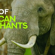 AFRICAN ELEPHANTS youtube