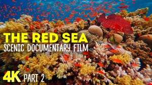 THE RED SEA EP 2 narrated youtube