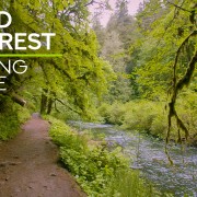 4K SOUND OF FOREST Nature Relax Video 8 hours YOUTUBE