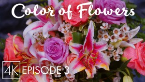 4k Color of Flowers Episode 3 Nature Relax Video APP
