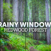 4K_Rainy_Window_Views_Redwood_National_Park_8_hours_ONLY_SELL_YOUTUBE
