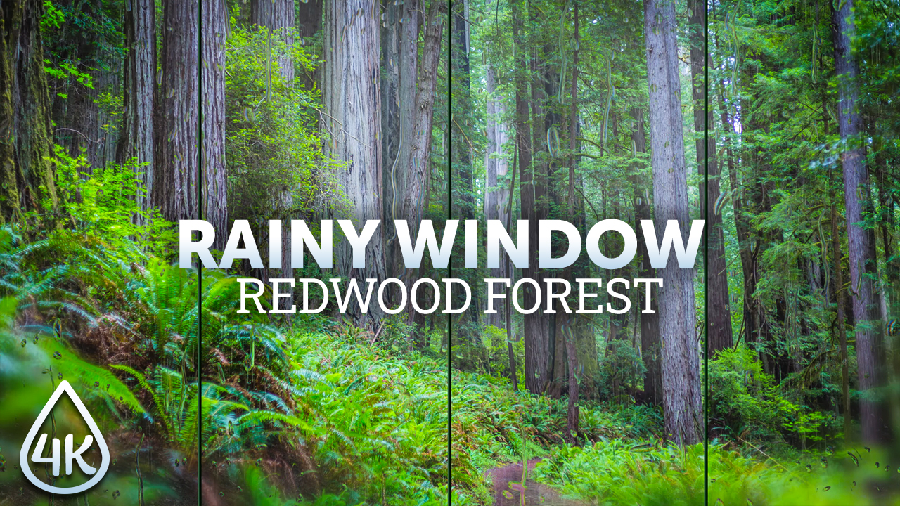 4K_Rainy_Window_Views_Redwood_National_Park_8_hours_ONLY_SELL_YOUTUBE