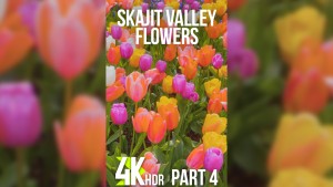 4K_Skagit_Valley_Flowers_2022_Part_4_vertical_display_video_HDR