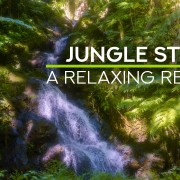 8K Jungle Steam A Relaxing Retreat 8 Hours ONLY SELL YOUTUBE