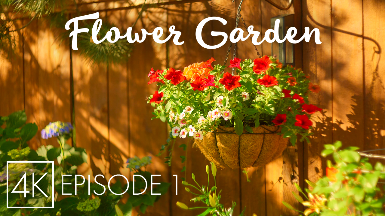 4K_Backyard_Flower_Garden_episode_1_Nature_Relax_Video_ONLY_SELL