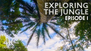 4K_Tropical_Escape_Exploring_the_Jungle_and_Palms_Episode_1_3_hour