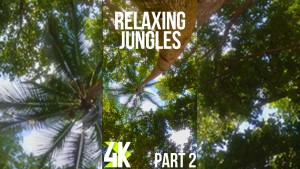 4K_Tropical_Escape_Exploring_the_Jungle_and_Palms_Episode_2_Vertical