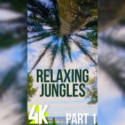 4k_Tropical_Escape_Exploring_the_Jungle_and_Palms_Episode_1_Vertical