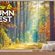 4K_Sunny_Autumn_Day_Episode_1_NATURE_RELAX_VIDEO_8_hours_YOUTUBE