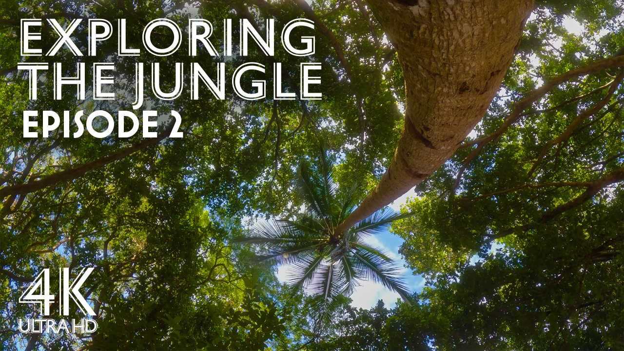 4K_Tropical_Escape_Exploring_the_Jungle_and_Palms_Episode_2_Nature