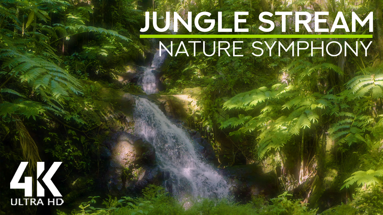 4K_Wild_Symphony_Stream_in_the_Jungle_Nature_Relax_Video_8_Hours
