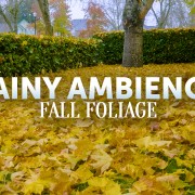 4k_AUTUMN_RAIN_IN_MY_FRONT_YARD_NATURE_RELAX_VIDEO_8_Hours_YOUTUBE