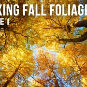 8K_Relaxing_Autumn_Ambience_of_Washington_Park_Arboretum_Episode