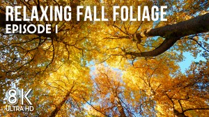 8K_Relaxing_Autumn_Ambience_of_Washington_Park_Arboretum_Episode